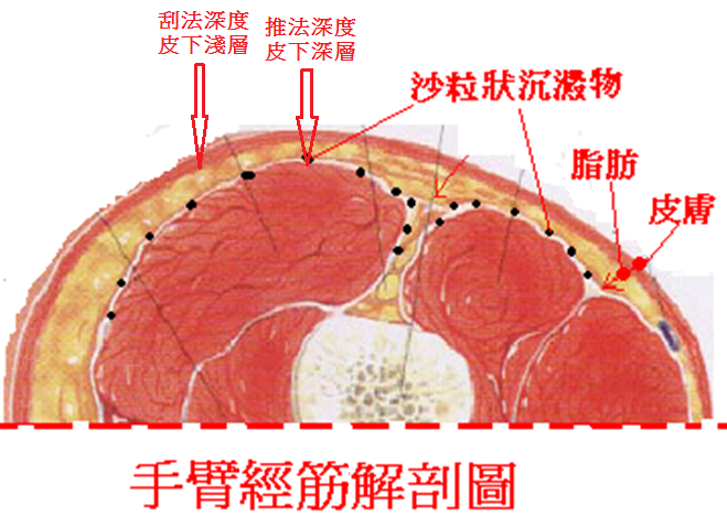 手臂經筋解剖圖