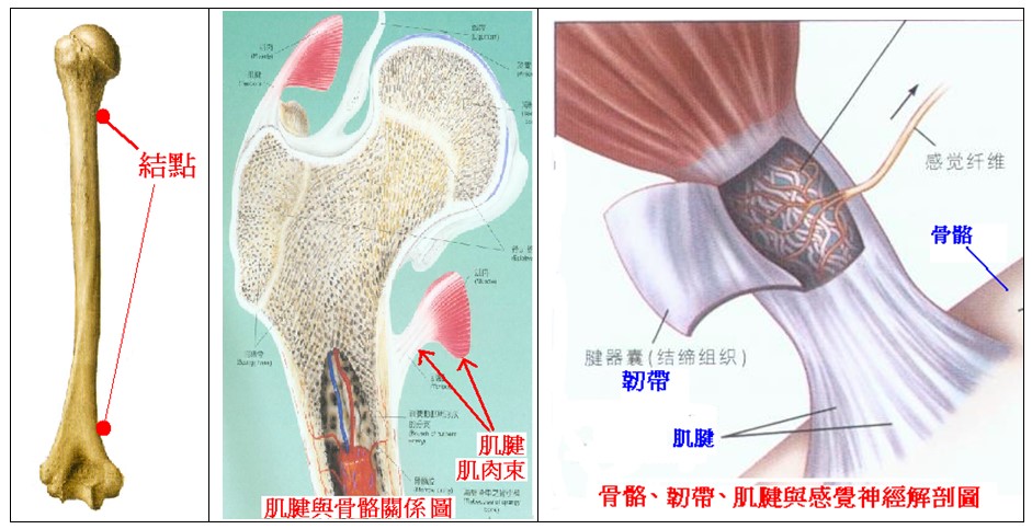 現代解剖學分析