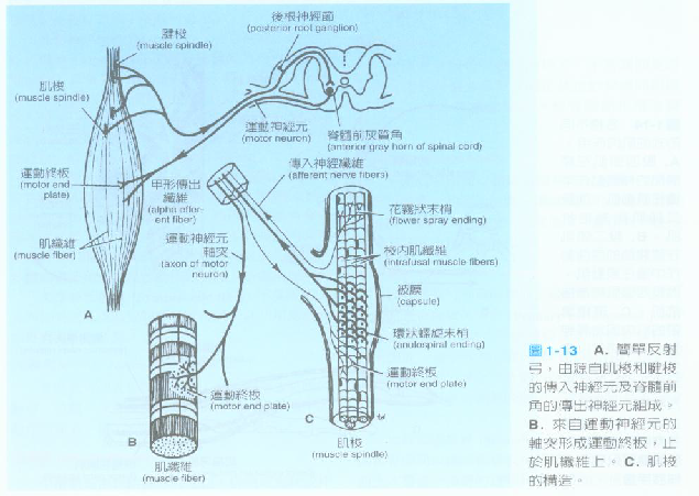 結點與神經系統解剖分析