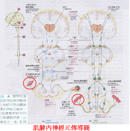 肌腱內神經元傳導圖