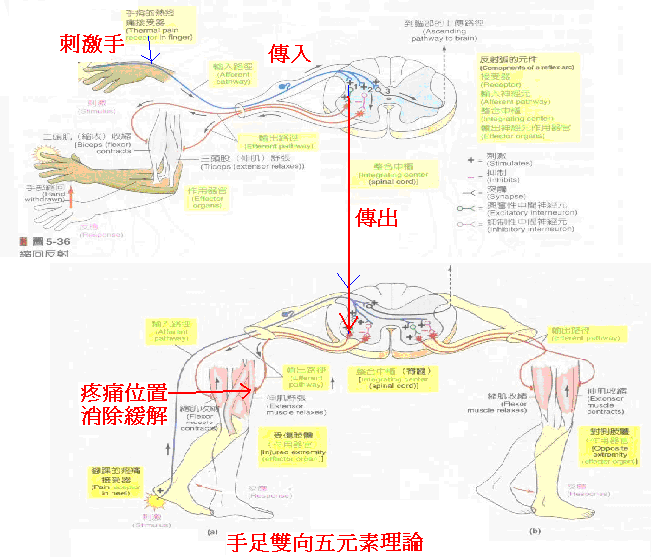 手足雙向五元素理論