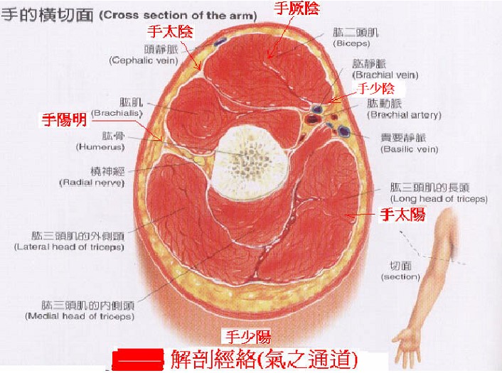 開啟經絡解剖學的未來